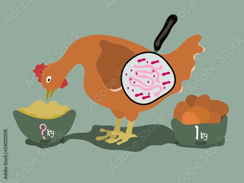 Poultry Gut Health Issues, Intestinal Health for Good Performance. Problems, treatments and Control. photo