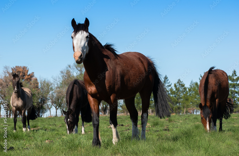 Fototapeta premium free horses. horse nature. horses. horses in the field. horse puppies. nature. natural landscape. Argentina