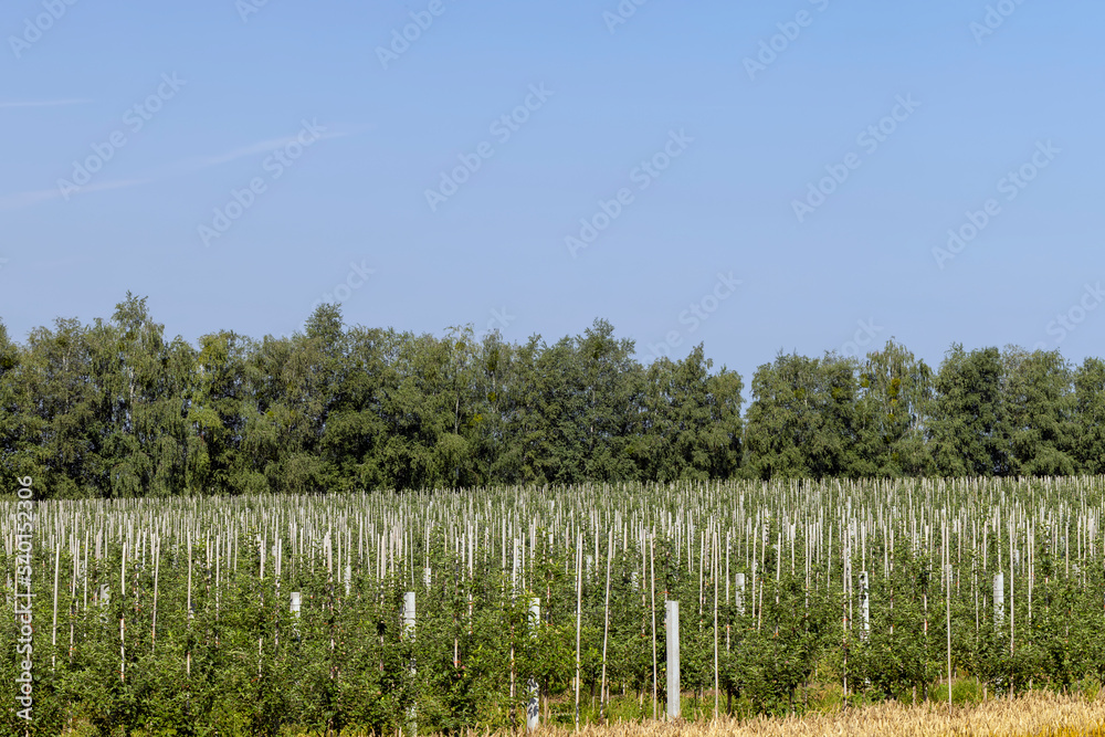 An apple orchard with a large number of young trees
