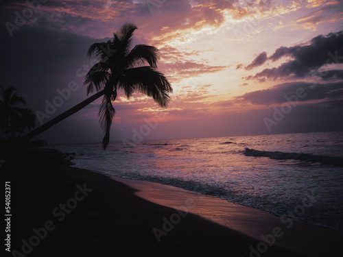 Sunset with palm trees