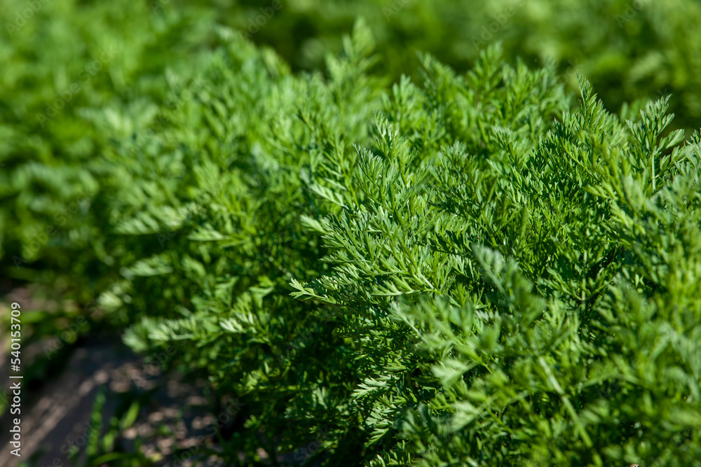 An agricultural field where a large number of carrots grow An agricultural field where a large number of carrots grow
