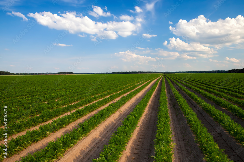 An agricultural field where a large number of carrots grow