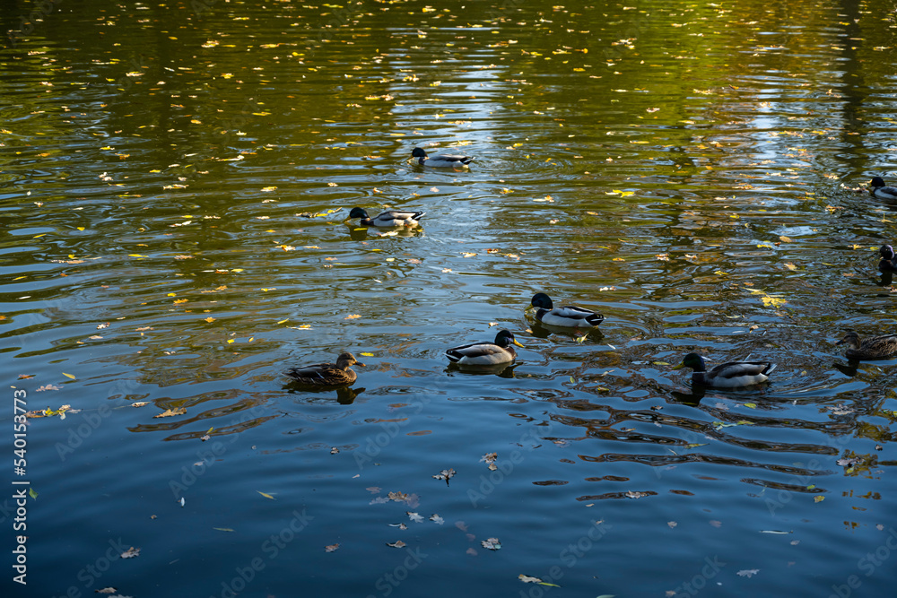 Ducks flock frolic on the water. Skein. flock of ducks Ducks flock frolic on the water. Skein. flock of ducks