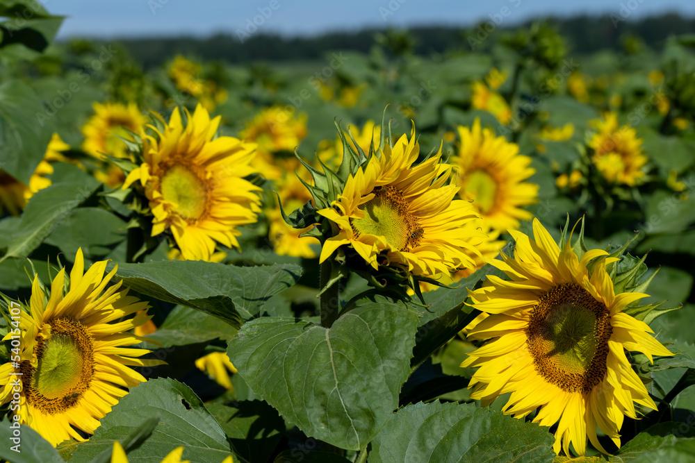 Beautiful blooming flowers sunflowers in the field Beautiful blooming flowers sunflowers in the field