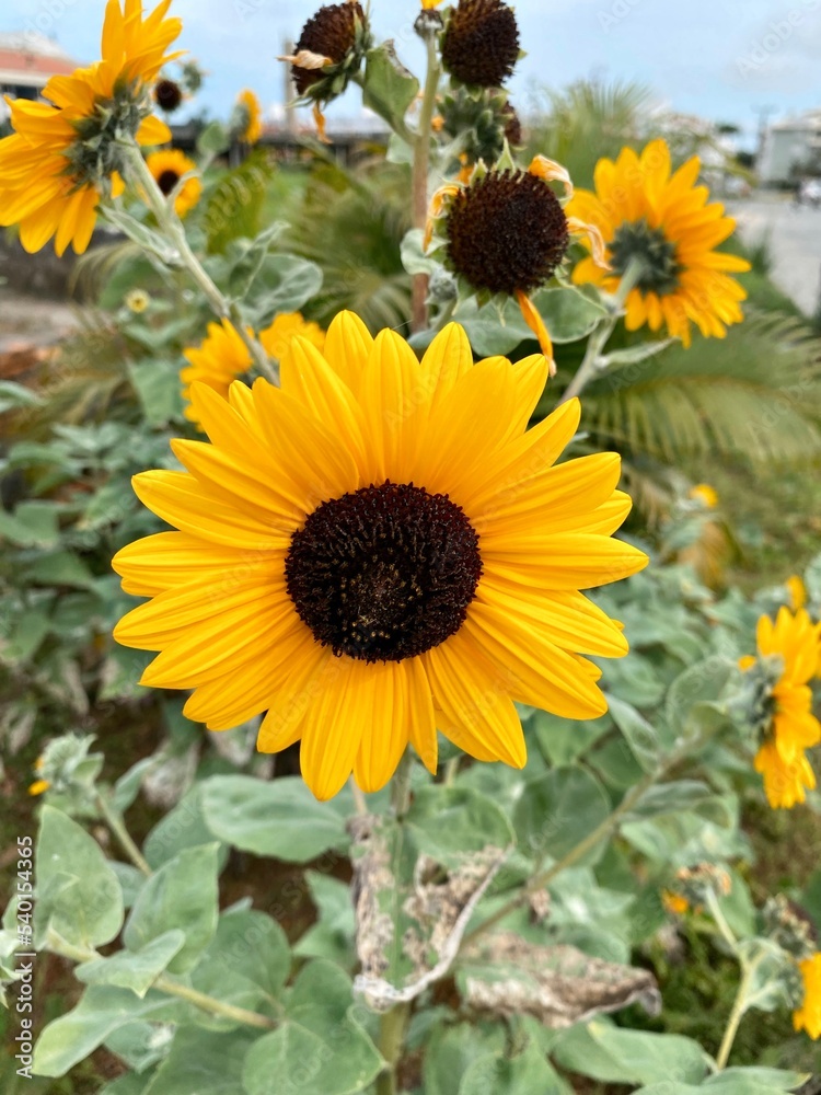 Obraz premium sunflower and bee