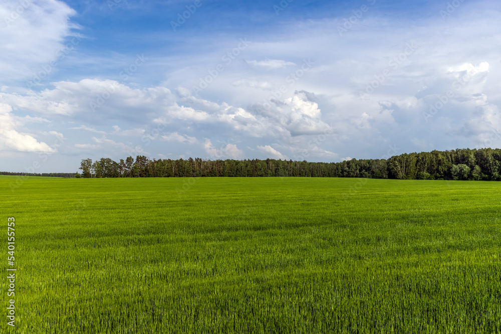 Agricultural wheat field with unripe wheat Agricultural wheat field with unripe wheat