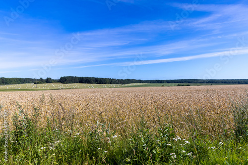 Fields with ripening unripe wheat