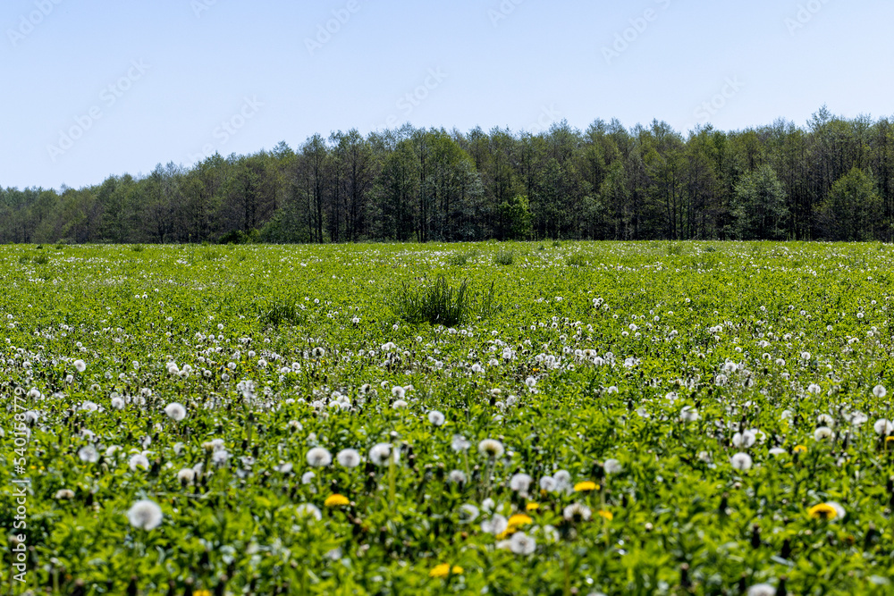 A field with a large number of dandelions in the summer