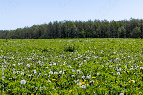 Fototapeta Naklejka Na Ścianę i Meble -  A field with a large number of dandelions in the summer
