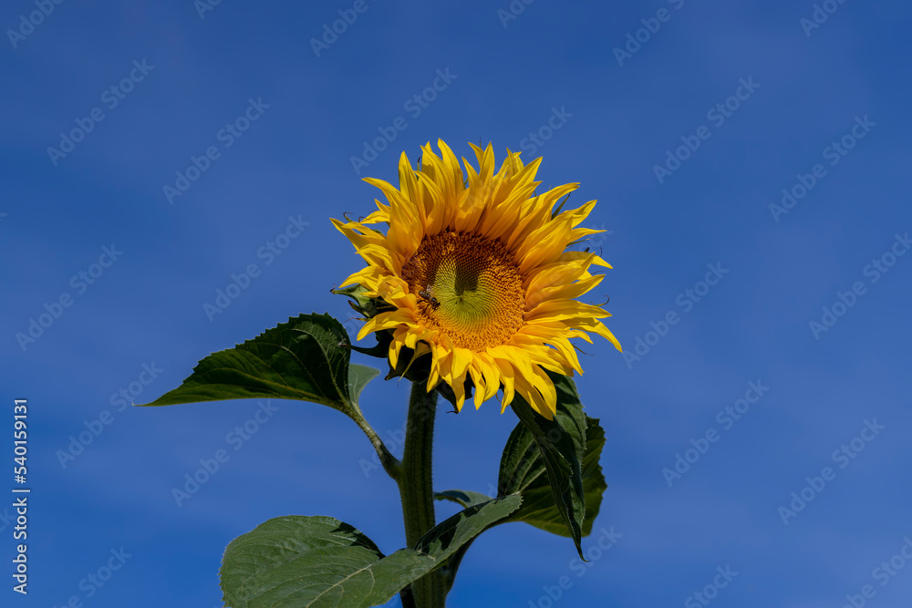 Sunflower field with flowers and bees Sunflower field with flowers and bees