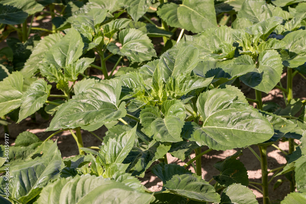 young sunflower plants in the field young sunflower plants in the field