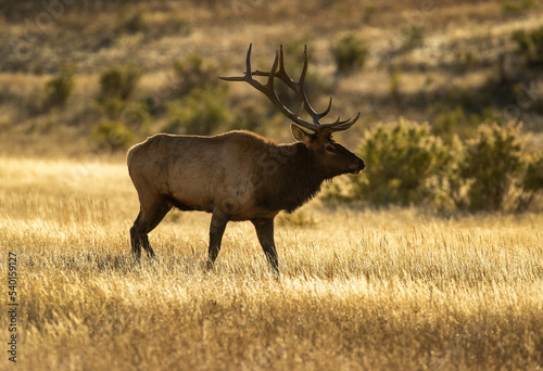 Evening Elk