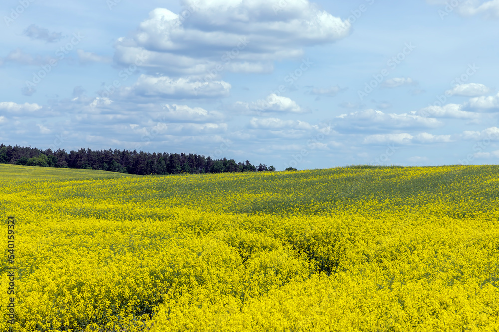 Yellow-flowering rapeseed in the summer