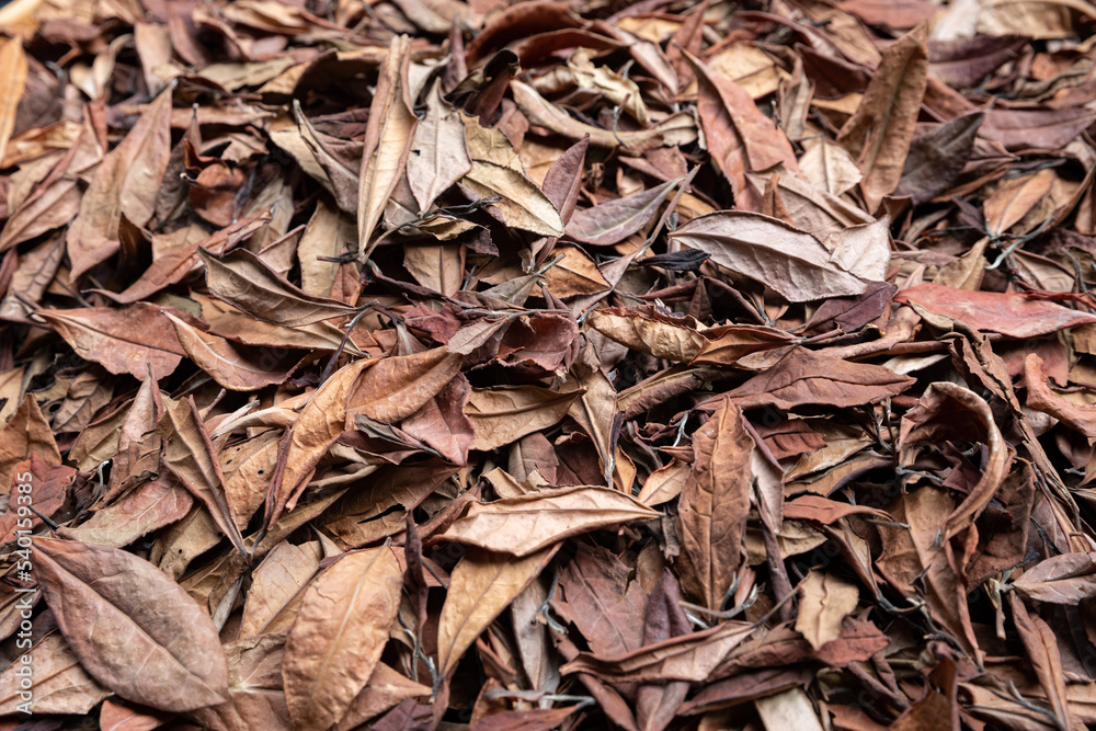 Big leaf white tea drying. Dried leaves background. Big leaf white tea drying. Dried leaves background.
