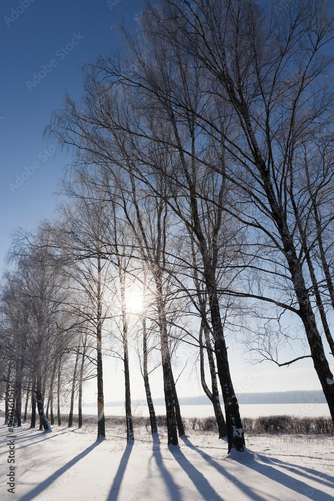 Deciduous trees in the snow in winter Deciduous trees in the snow in winter