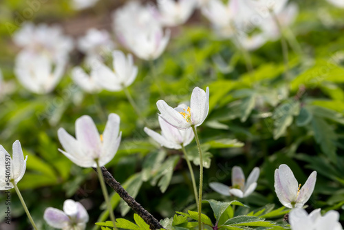 spring white flowers sprouting in the forest