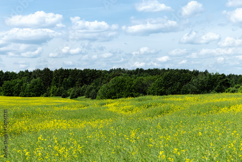 Yellow-flowering rapeseed in the summer