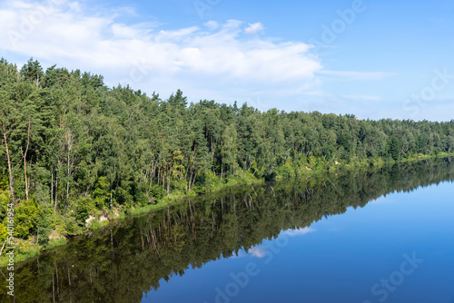 Trees in a mixed forest near the river in the summer season