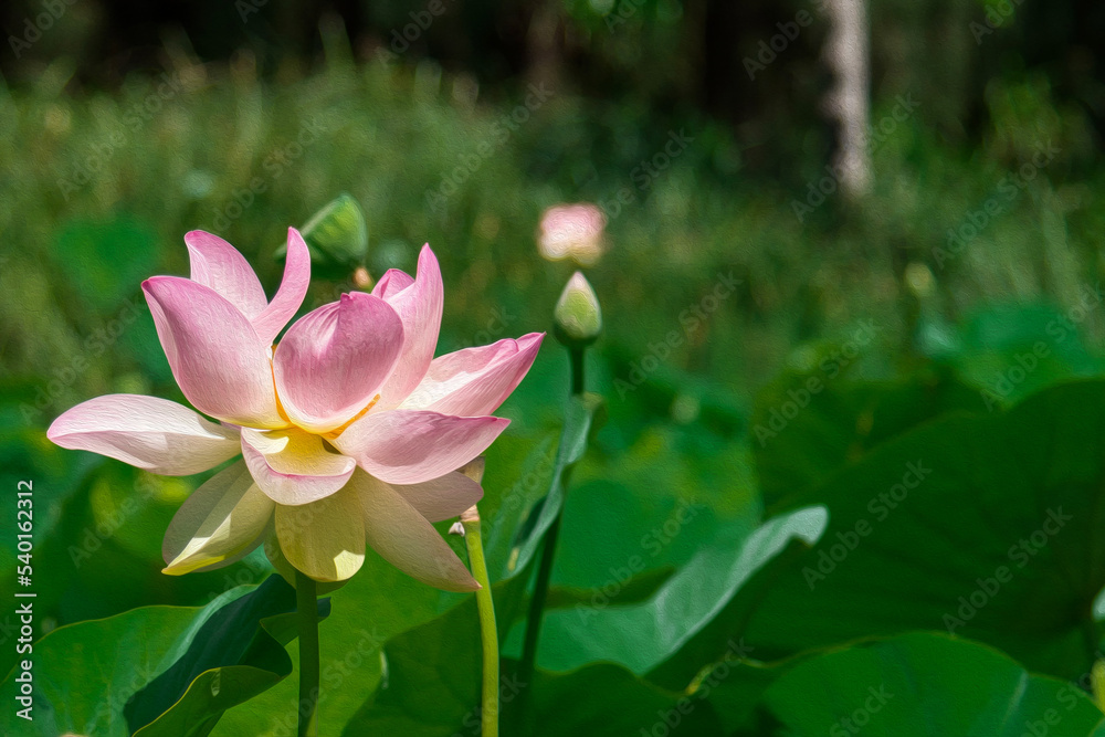 Pink lotus blossom with lotus seeds and leaves in Adelaide botanic garden, South Australia, closes up shot