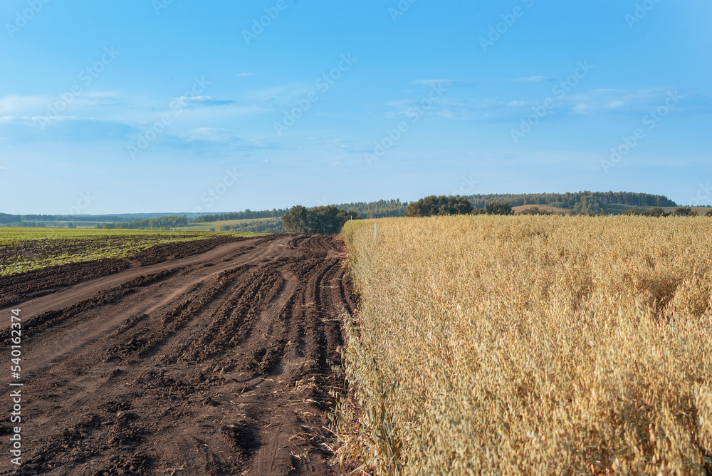 landscape, ripe yellow oats on a blue sky background next to plowed land, selective focus