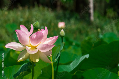 Pink lotus blossom with lotus seeds and leaves in Adelaide botanic garden  South Australia  closes up shot