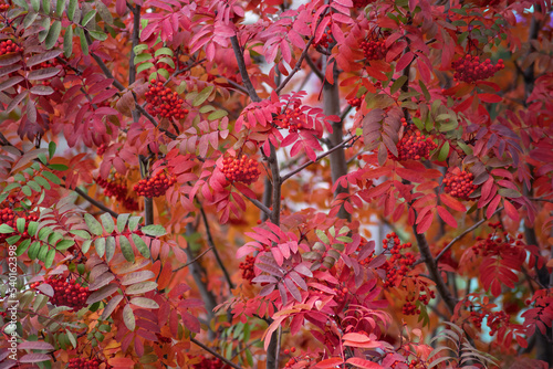red mountain ash with red leaves, autumn colors, close-up