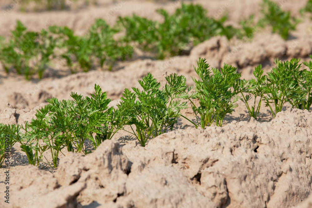 An agricultural field where a large number of carrots grow An agricultural field where a large number of carrots grow