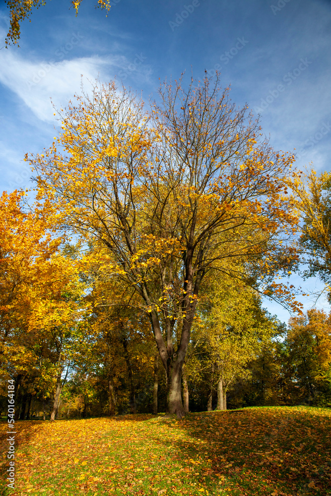 tree changes in the park in the autumn season