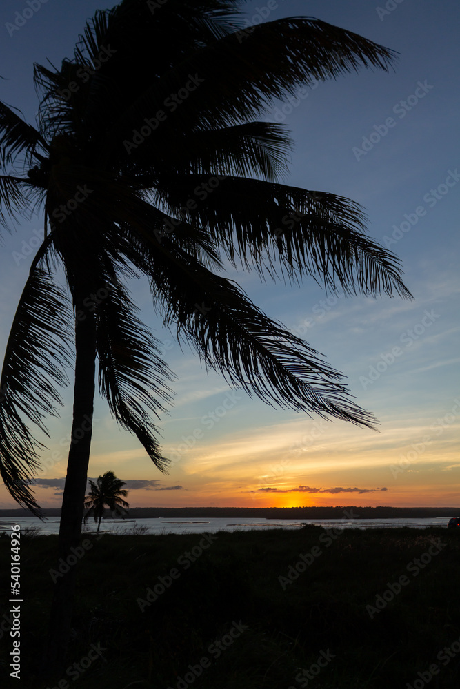 Silhouette of palm trees at sunset. Holiday landscape.