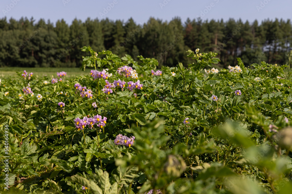 Obraz premium Green potato bushes in the field