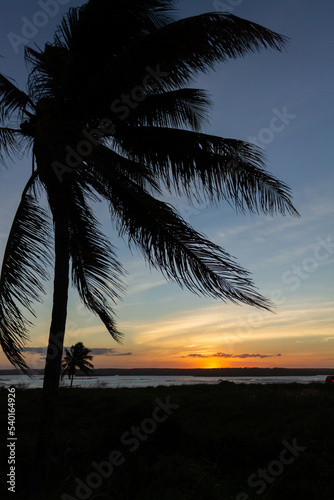 Silhouette of palm trees at sunset. Holiday landscape.