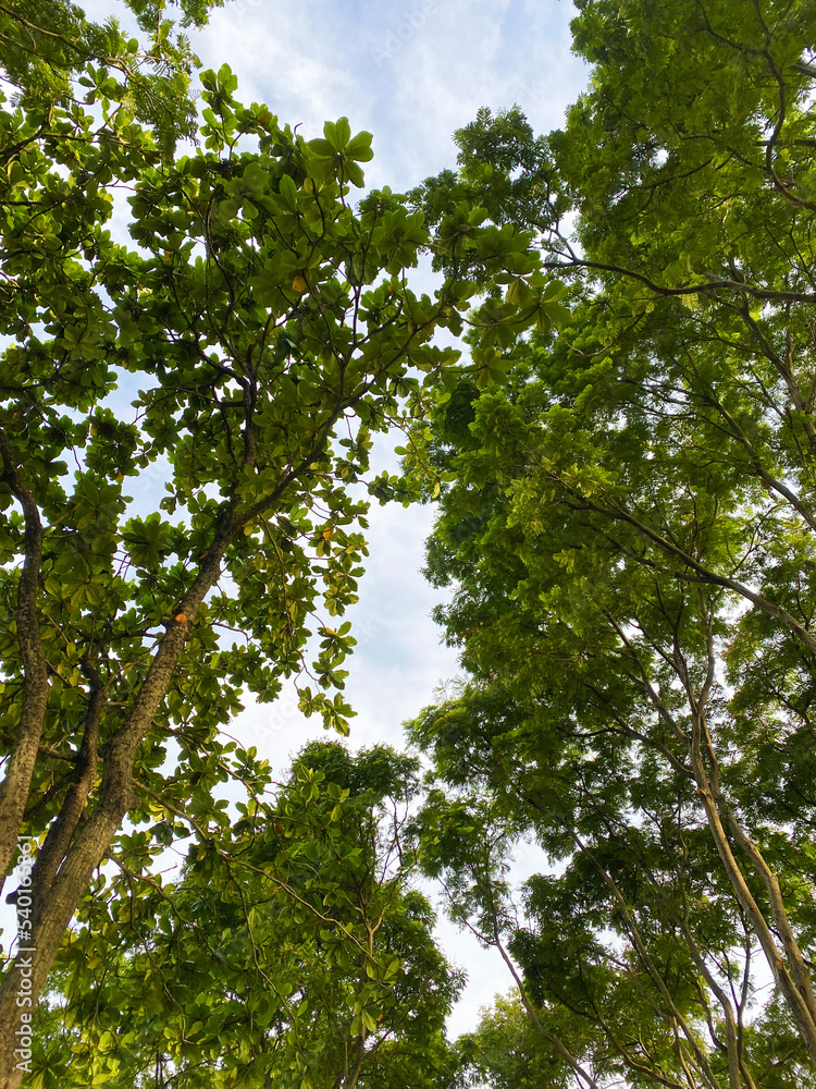 Fototapeta premium Green Tree