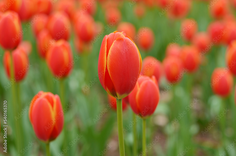 Red Tulips in the garden