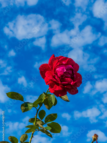 青空とバラ