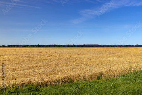 An agricultural field where wheat is grown