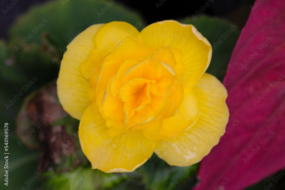 Soft focus yellow colored Tuberous begonia (Begonia×tuberhybrida Voss) flowerhead, close up macro photography. Soft focus yellow colored Tuberous begonia (Begonia×tuberhybrida Voss) flowerhead, close up macro photography.