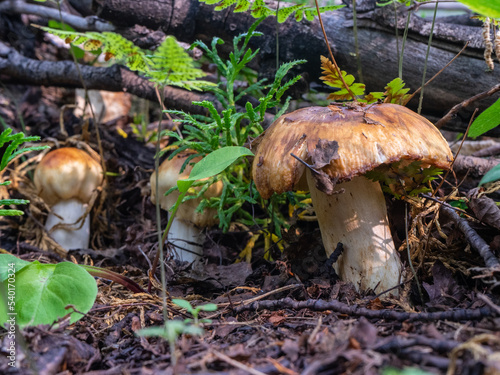 Autumn mushrooms in forest closeup. yellow big mushroom.