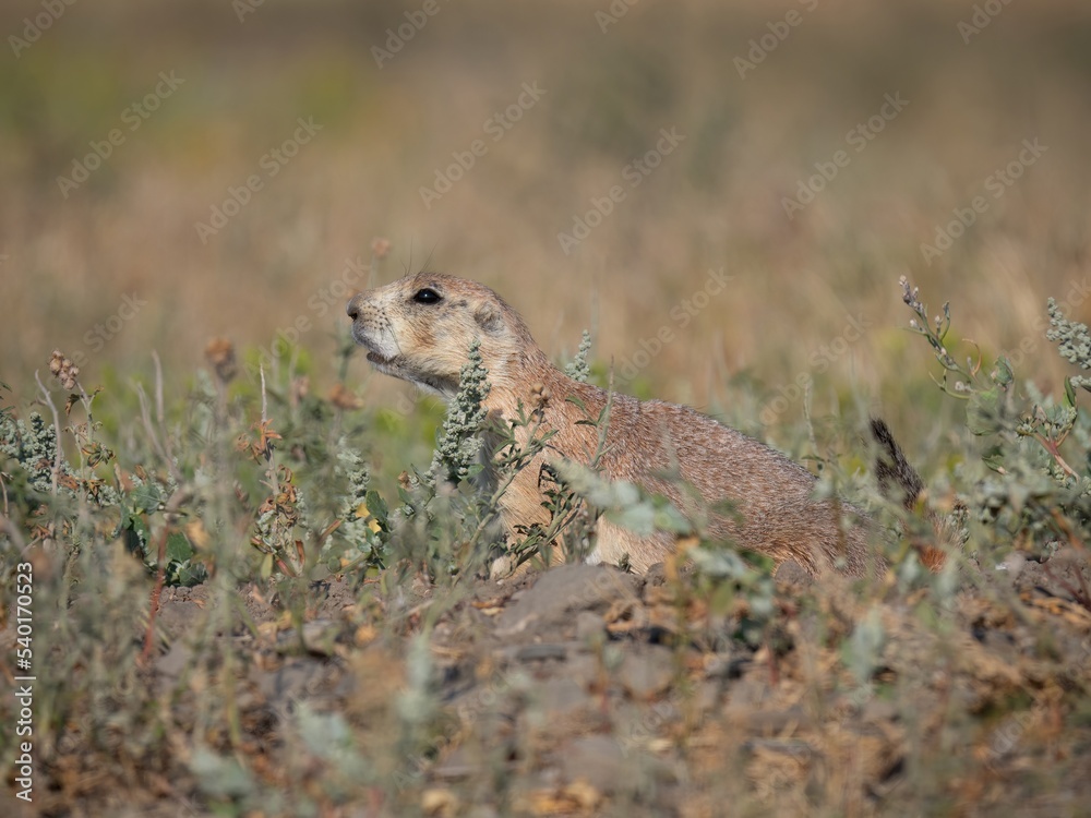 Alert Black-Tailed Prairie Dog in the Greycliff, Montana, Prairie Dog Town. Alert Black-Tailed Prairie Dog in the Greycliff, Montana, Prairie Dog Town.