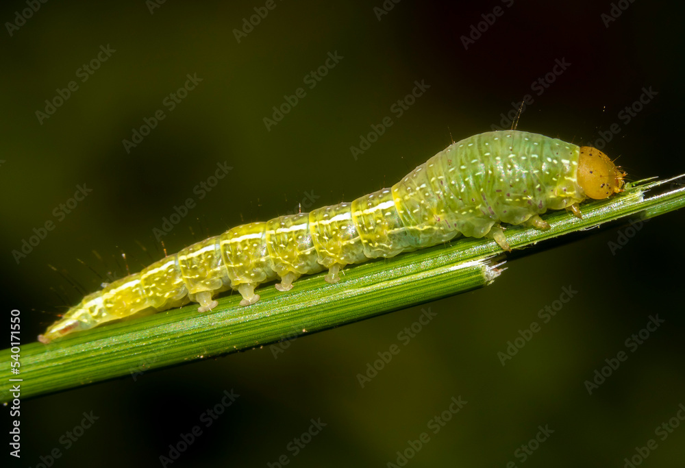 green caterpillar on a leaf