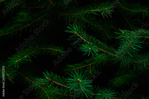 Green fir tree. Christmas background.