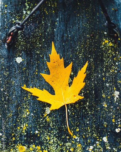 Close up of a Small Yellow Maple Leaf Against a Wooden background in the seasonal autumn forest time of the year.
