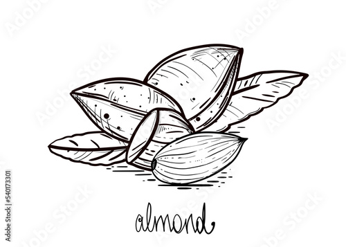 Hand drawn sketch black and white heap, pile almond beans. Vector illustration. Elements in graphic style label, card, sticker, menu, package. Engraved style illustration.