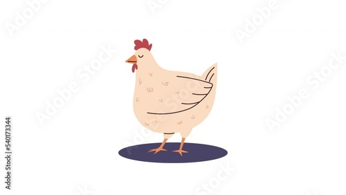 Wallpaper Mural hen animal farm character animation Torontodigital.ca