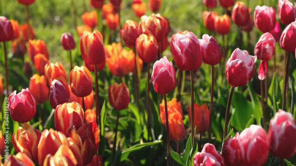 Tulips garden multicolored close-up in the wind. Atmospheric spring natural background. A bright sunny warm day. The flower heads are waving in the flowerbed. Blurred park background, selective focus Tulips garden multicolored close-up in the wind. Atmospheric spring natural background. A bright sunny warm day. The flower heads are waving in the flowerbed. Blurred park background, selective focus