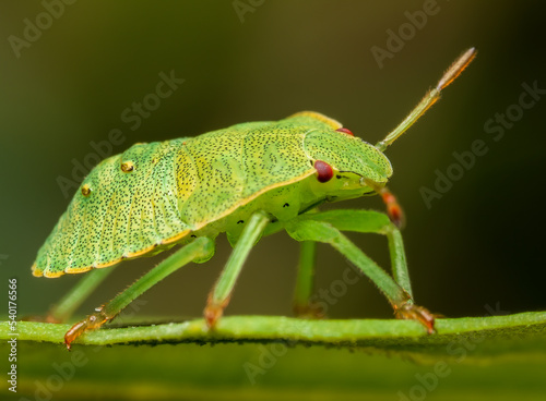 Macrophotography of a green shieldbug nymph on a leaf (Palomena prasina). Extremely close-up and details.
