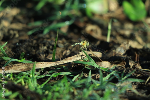 Dragonfly hold on dry branches and copy space