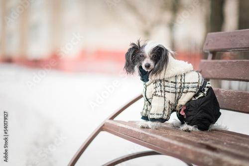 A beautiful purebred Chinese Crested plays in the snow.