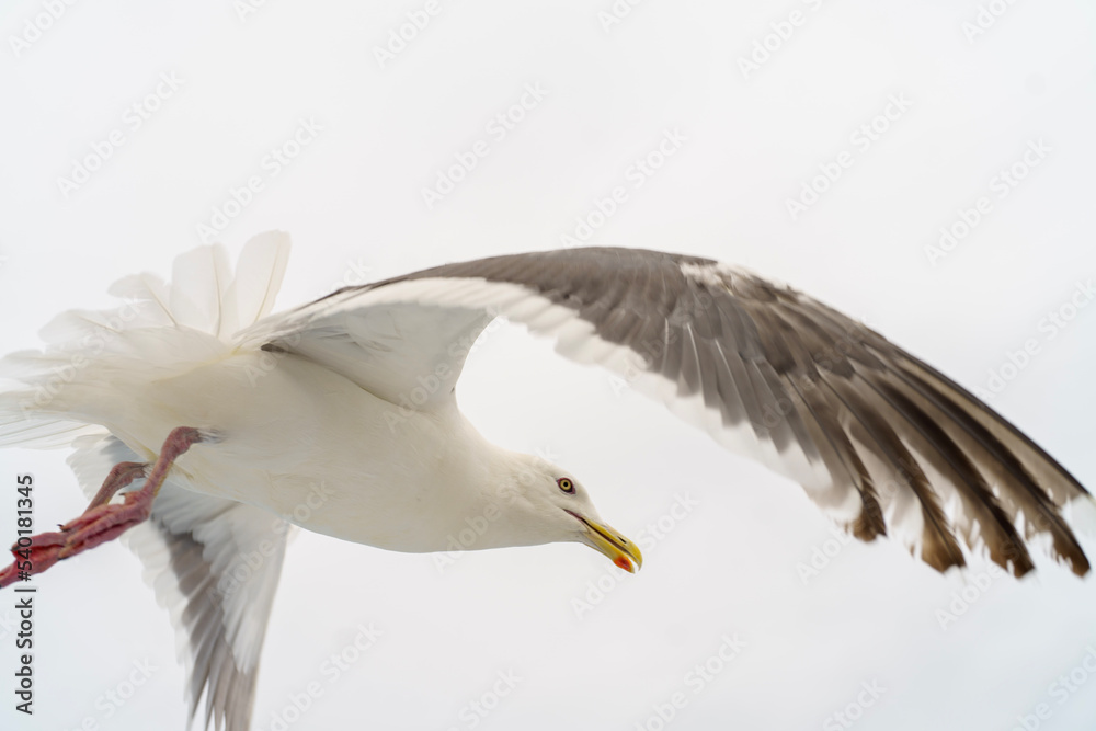 seagull in flight