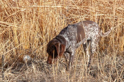 A hunting dog is looking for prey near the river bank. The kurtshaar dog breed is a good game hunter. photo