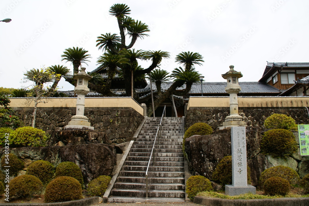 報恩寺・大蘇鉄